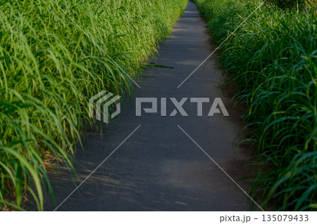 両側が草におおわれた道 両側が草におおわれた道 135079433