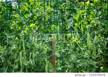 fresh pea plant texture fresh pea plant texture 135079478