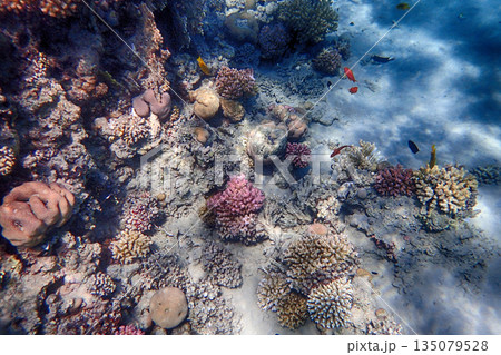 nice coral reef in the Egypt, Safaga 135079528