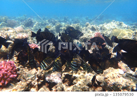 nice coral reef in the Egypt, Safaga 135079530
