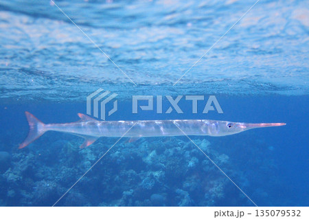 needlefish in the red sea Egypt needlefish in the red sea Egypt 135079532