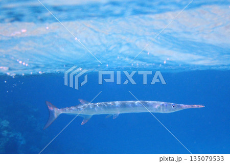 needlefish in the red sea Egypt 135079533