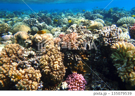 nice coral reef in the Egypt, Safaga 135079539