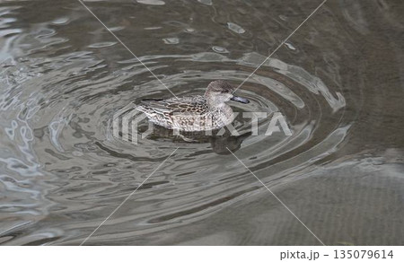 野鳥 冬鳥 野鳥 冬鳥 135079614