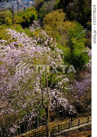 枝垂れ桜と竹林の散歩道 【相模原市津久井 4月】 枝垂れ桜と竹林の散歩道 【相模原市津久井 4月】 135079624