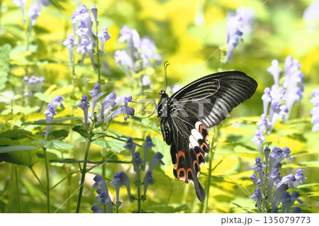 タツナミソウの花を吸蜜中のモンキアゲハ タツナミソウの花を吸蜜中のモンキアゲハ 135079773