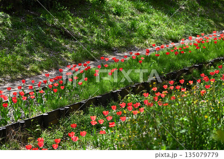 江川せせらぎ緑道のサクラ並木 江川せせらぎ緑道のサクラ並木 135079779