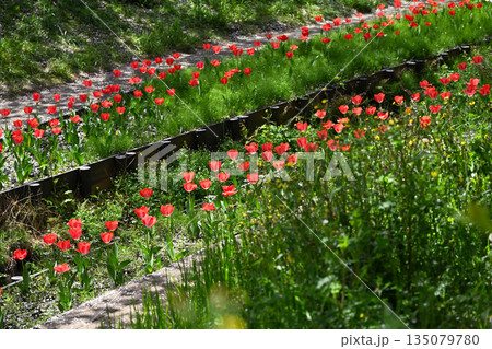 江川せせらぎ緑道のサクラ並木 135079780