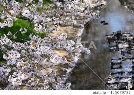 江川せせらぎ緑道のサクラ並木 江川せせらぎ緑道のサクラ並木 135079782