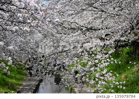 江川せせらぎ緑道のサクラ並木 135079784