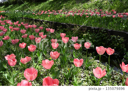 江川せせらぎ緑道のサクラ並木 135079896