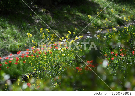 江川せせらぎ緑道のサクラ並木 江川せせらぎ緑道のサクラ並木 135079902