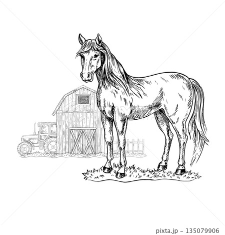 Horse in a barnyard background. Black and white graphic, vector illustration. Horse, barn, tractor. Concept of the agricultural industry. Design element for banners, labels, postcards, and more. Horse in a barnyard background. Black and white graphic, vector illustration. Horse, barn, tractor. Concept of the agricultural industry. Design element for banners, labels, postcards, and more. 135079906