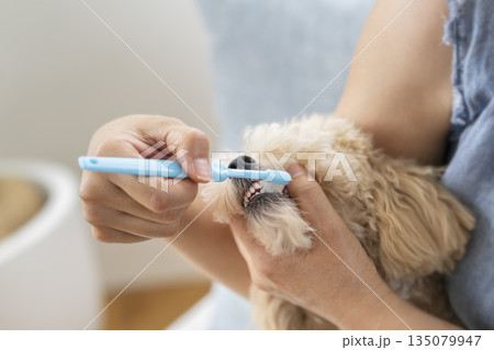 歯磨きをされる小型犬の口元 135079947