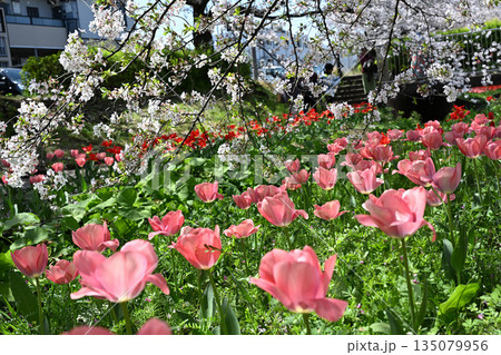 江川せせらぎ緑道のサクラ並木 江川せせらぎ緑道のサクラ並木 135079956