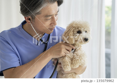 獣医師に聴診器で診察されるビションプーの子犬（10ヶ月・女の子） 135079962