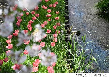 江川せせらぎ緑道のサクラ並木 135079973
