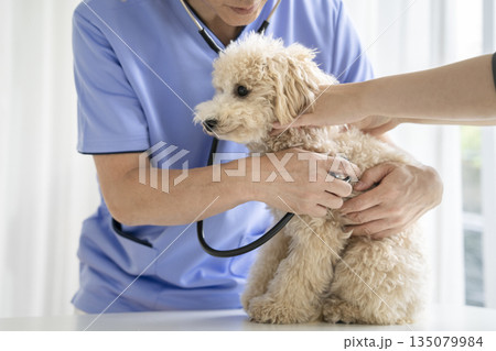 獣医師に聴診器で診察されるビションプーの子犬(10ヶ月・女の子) 獣医師に聴診器で診察されるビションプーの子犬(10ヶ月・女の子) 135079984