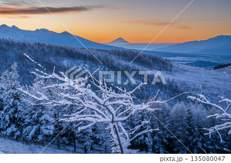 厳冬の霧ヶ峰高原から白く輝く霧氷のカラマツと富士山 135080047