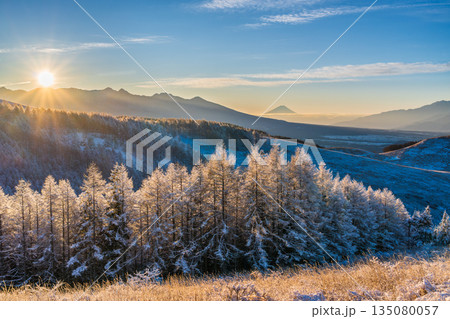 厳冬の霧ヶ峰高原から白く輝く霧氷のカラマツと富士山 135080057
