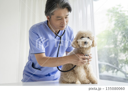 ビションプーの子犬(10ヶ月・女の子)を診察するベテランの獣医師 ビションプーの子犬(10ヶ月・女の子)を診察するベテランの獣医師 135080060