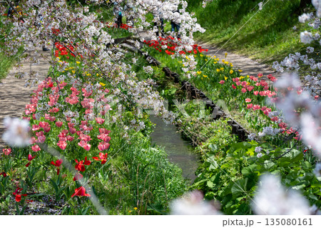 江川せせらぎ緑道のサクラ並木 135080161