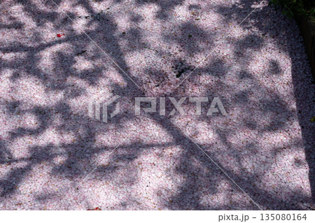 江川せせらぎ緑道のサクラ並木 江川せせらぎ緑道のサクラ並木 135080164