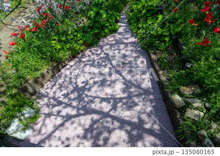 江川せせらぎ緑道のサクラ並木 135080165