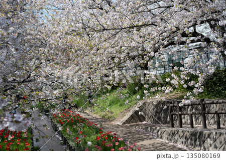 江川せせらぎ緑道のサクラ並木 135080169