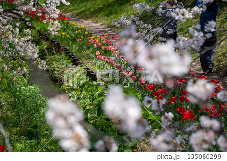 江川せせらぎ緑道のサクラ並木 135080299