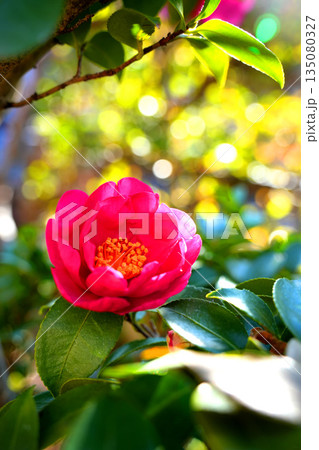 一輪の山茶花の花 135080327