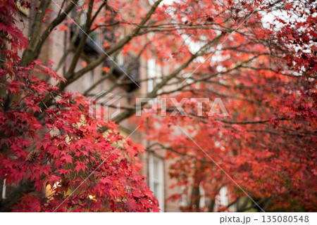 Low angle view of autumn maple tree Low angle view of autumn maple tree 135080548