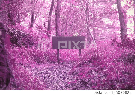 Wooden signboard is standing on leaf-strewn trail under tree canopy in flat design illustration Wooden signboard is standing on leaf-strewn trail under tree canopy in flat design illustration 135080826