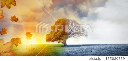 Solitary deciduous tree is standing in split meadow with drifting maple leaves and frosty grass 135080859
