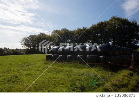 Packed hay bales on grassy field Packed hay bales on grassy field 135080873