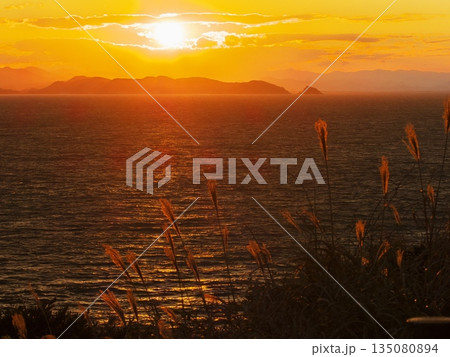 伊良湖岬 伊良湖防備衛所跡からススキと黄金に輝く海を望む 伊良湖岬 伊良湖防備衛所跡からススキと黄金に輝く海を望む 135080894