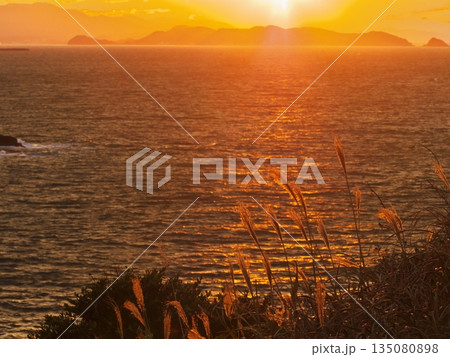 伊良湖岬 伊良湖防備衛所跡からススキと黄金に輝く海を望む 伊良湖岬 伊良湖防備衛所跡からススキと黄金に輝く海を望む 135080898