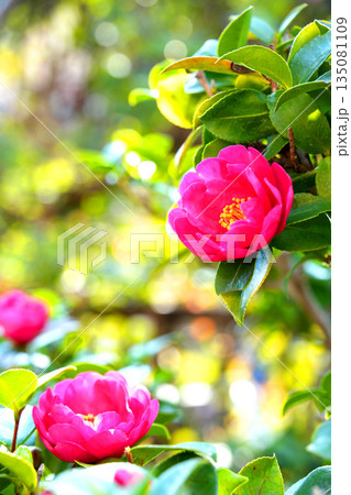 光に照らされて咲く山茶花の花 135081109