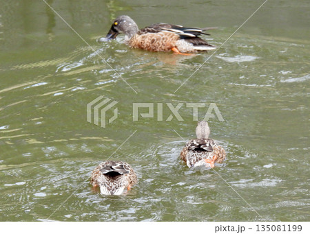 ハシビロガモ ハシビロガモ 135081199