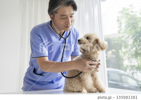 ビションプーの子犬（10ヶ月・女の子）を診察するベテランの獣医師 135081381