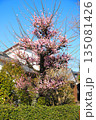 春に咲き誇るピンクの梅の木 135081426