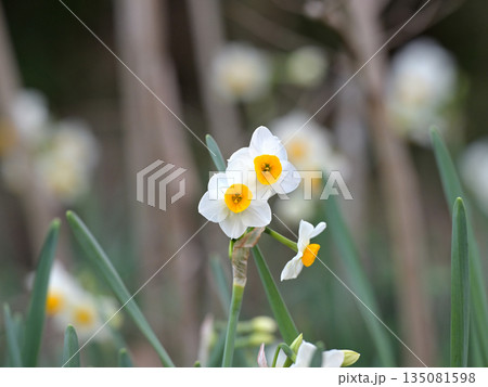 早春の水仙 135081598