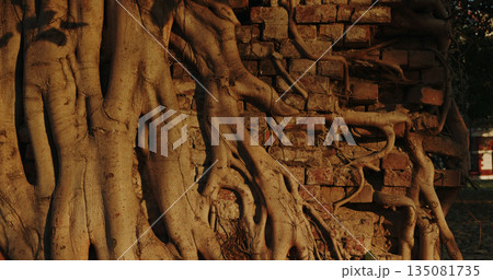 Dramatic close-up of thick tree roots growing over an old brick wall . Natural texture and warm evening light illustrate the passage of time and power of nature 135081735