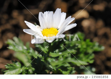 冬の庭に咲くクリサンセマム・ノースポールの白い小さな花 135081858