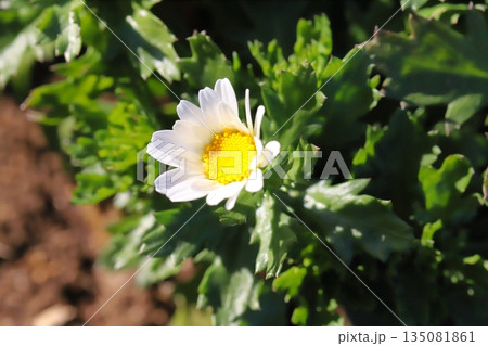 冬の庭に咲くクリサンセマム・ノースポールの白い小さな花 135081861