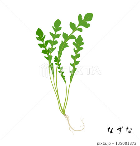 春の七草のなずなのイラスト 135081872