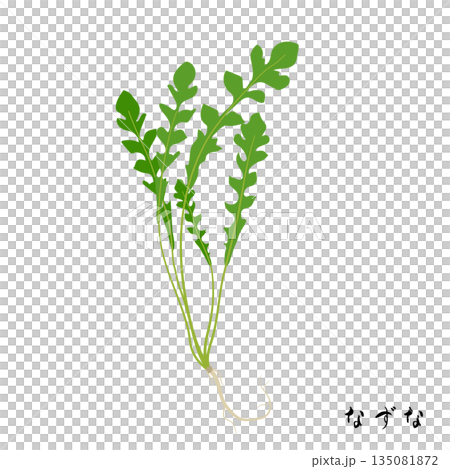 春の七草のなずなのイラスト 135081872