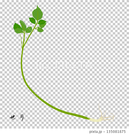 春の七草のせりのイラスト 春の七草のせりのイラスト 135081875