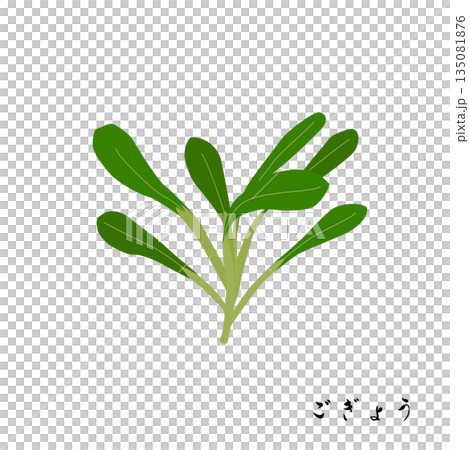 春の七草のごぎょうのイラスト 春の七草のごぎょうのイラスト 135081876