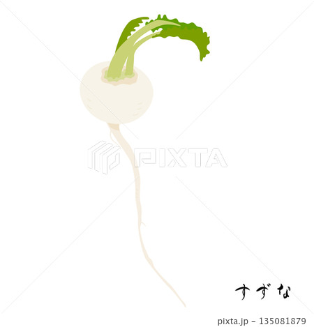 春の七草のすずなのイラスト 春の七草のすずなのイラスト 135081879